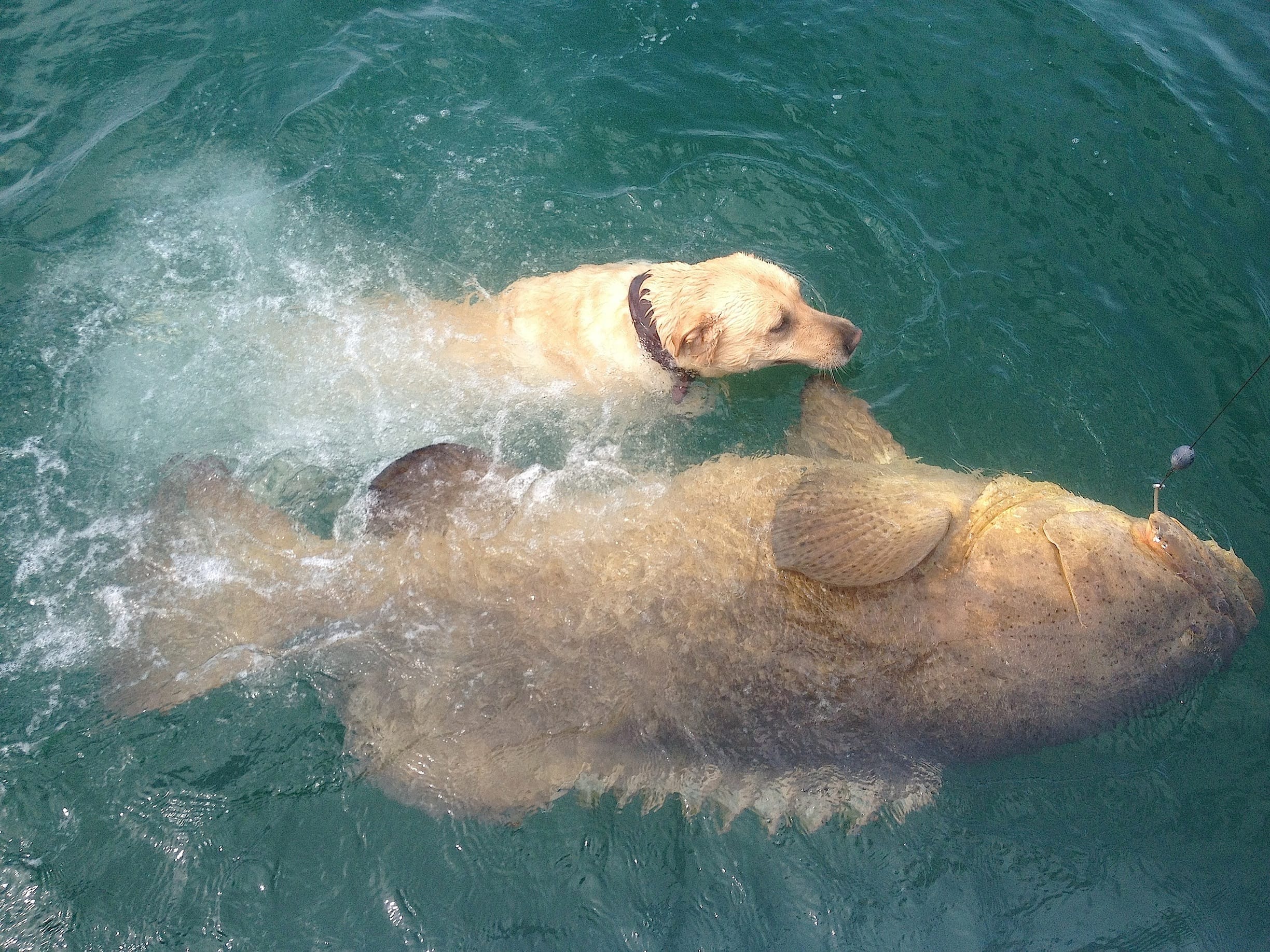 fort-myers-4-28-13-fort-myers-fishing-report-goliath-grouper-tarpon