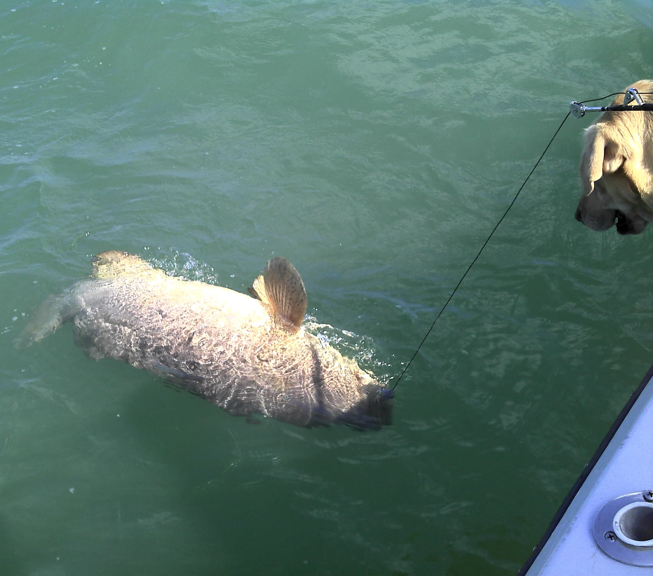 7-1-13-fortmyersfishing-floridafishing-fort-myers-fishing-report