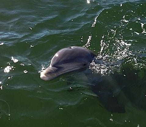 10 29 13 Fort Myers Fishing Report Captiva Dolphins