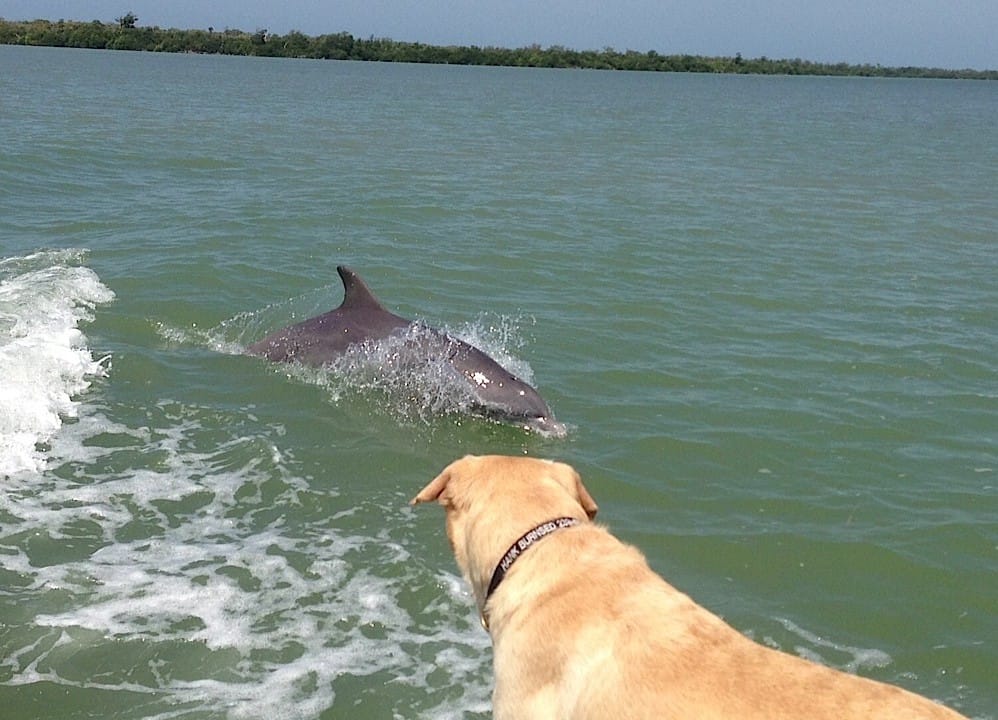 Fort Myers: 4/14/13 Fort Myers Fishing Report ~ dolphins, tarpon ...